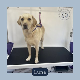 Barking Pawfect grooming photo 2