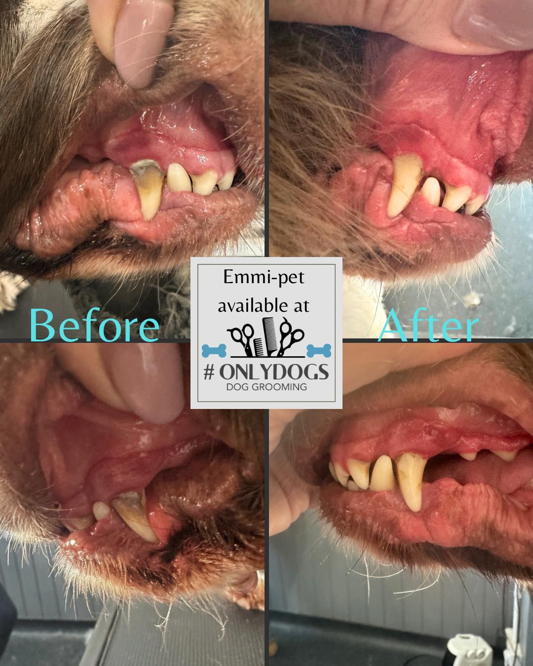 Only Dogs Dog Grooming grooming photo 6
