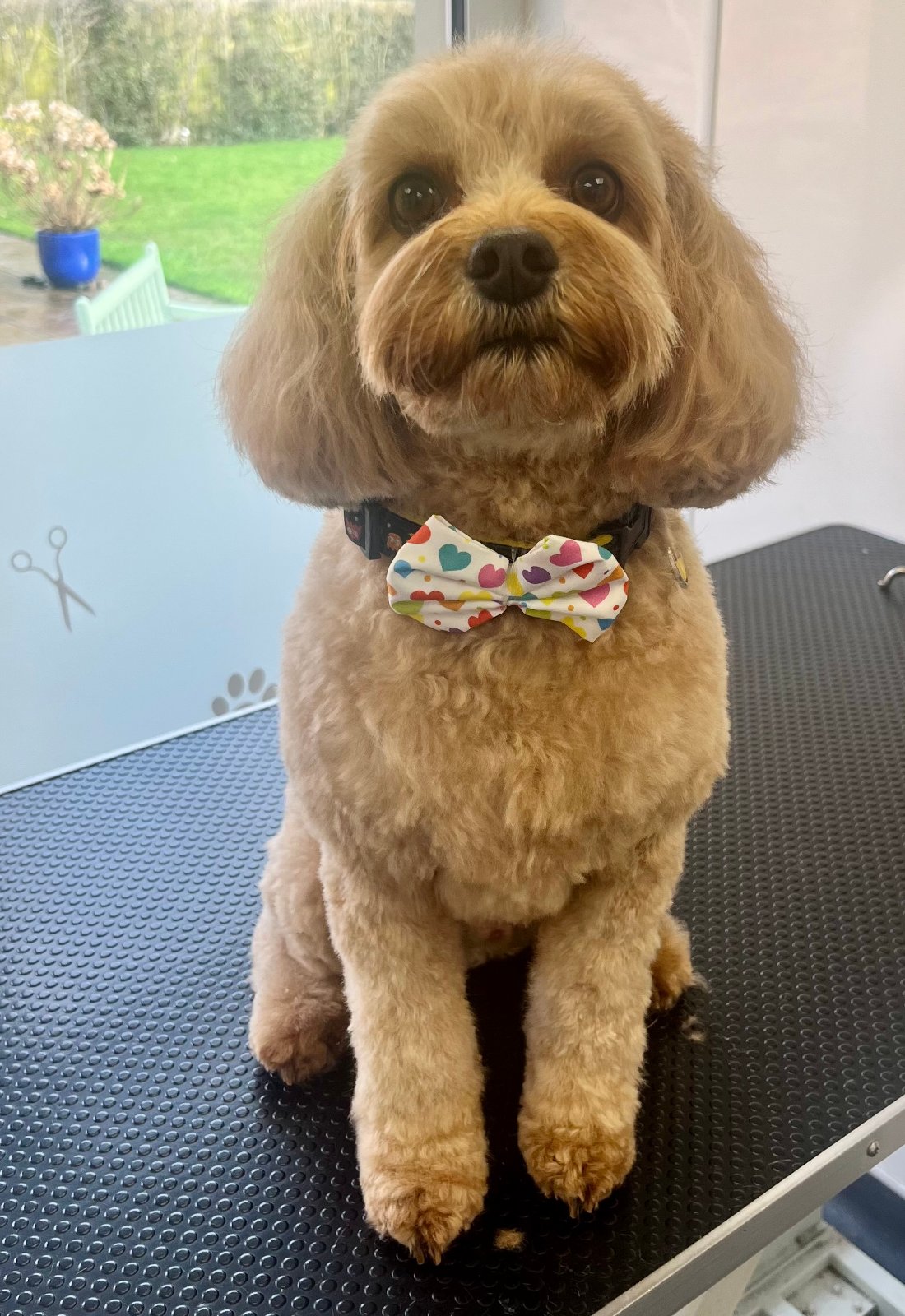 Paws Glorious Paws Dog Grooming grooming photo 7