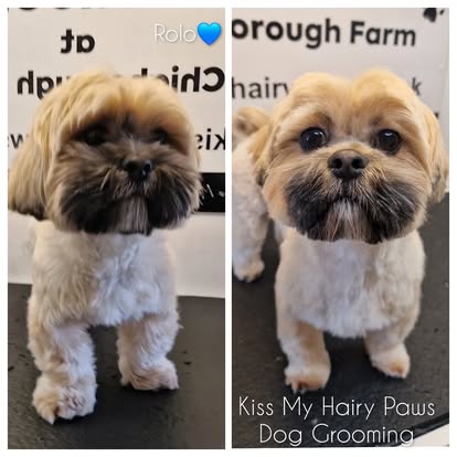 Kiss My Hairy Paws grooming photo 4