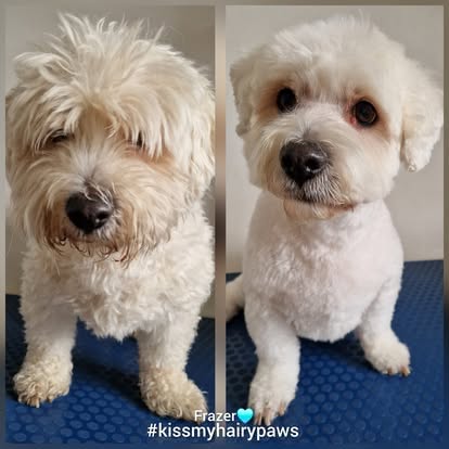Kiss My Hairy Paws grooming photo 3