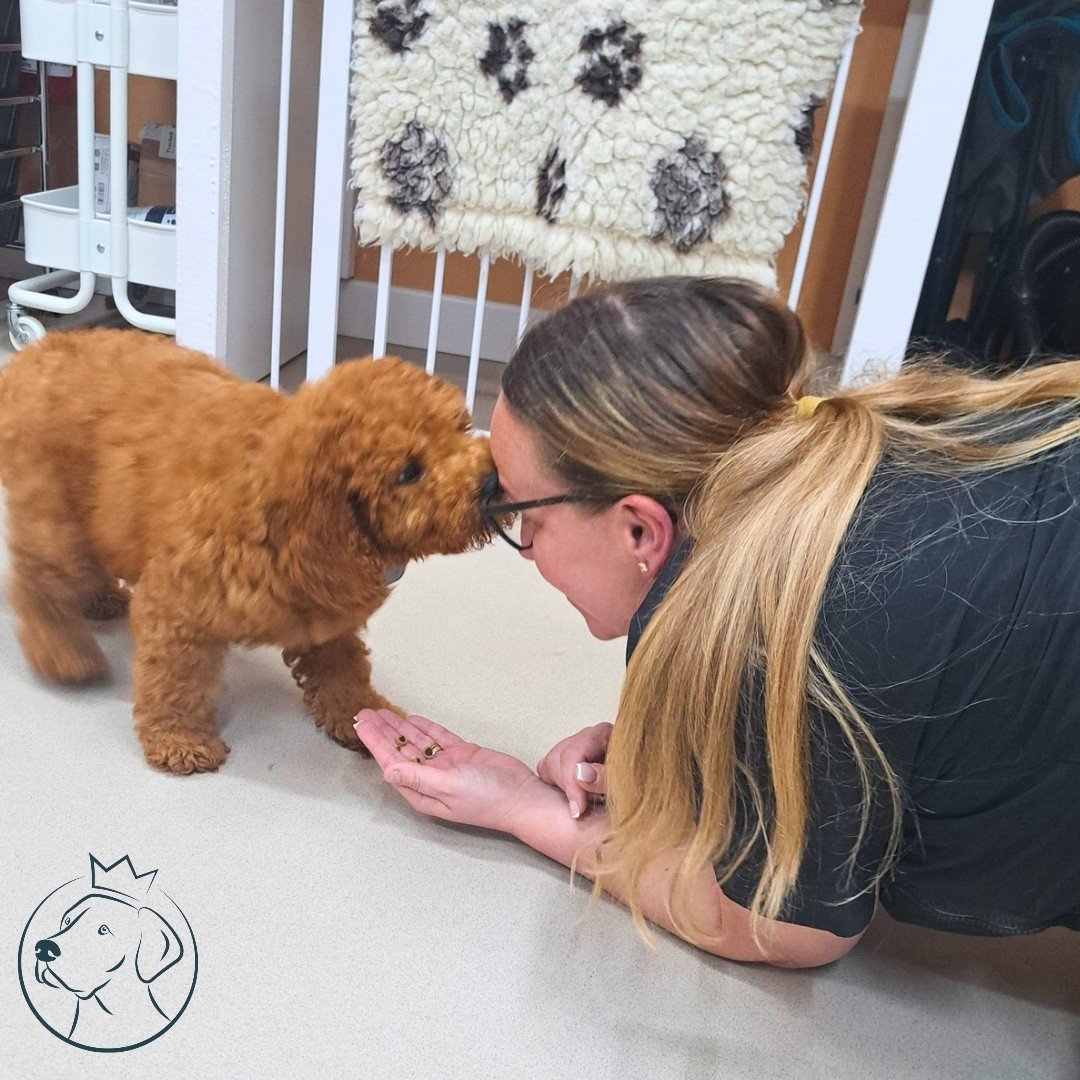 Dog and Throne grooming photo 4