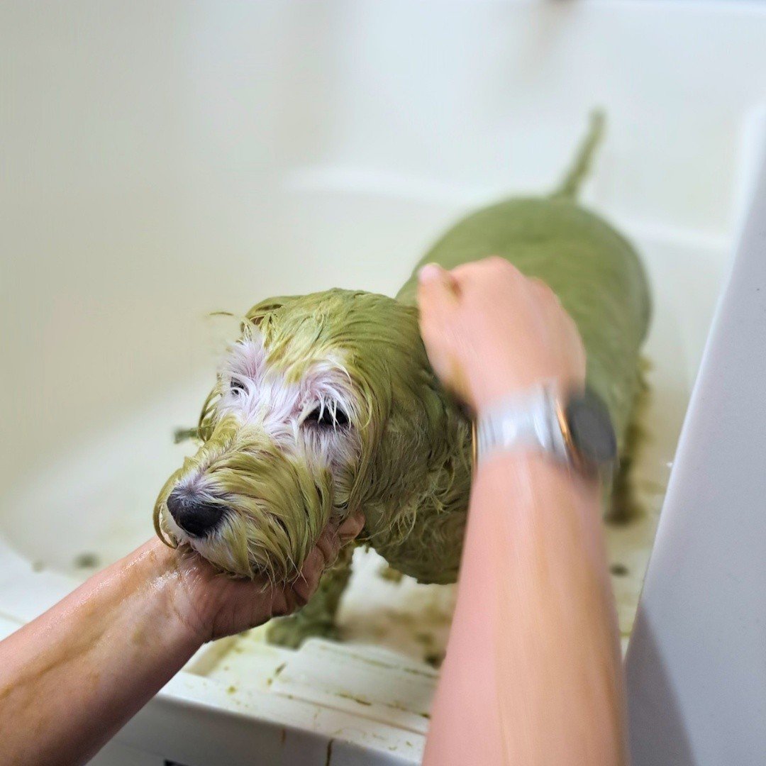Dog and Throne grooming photo 6