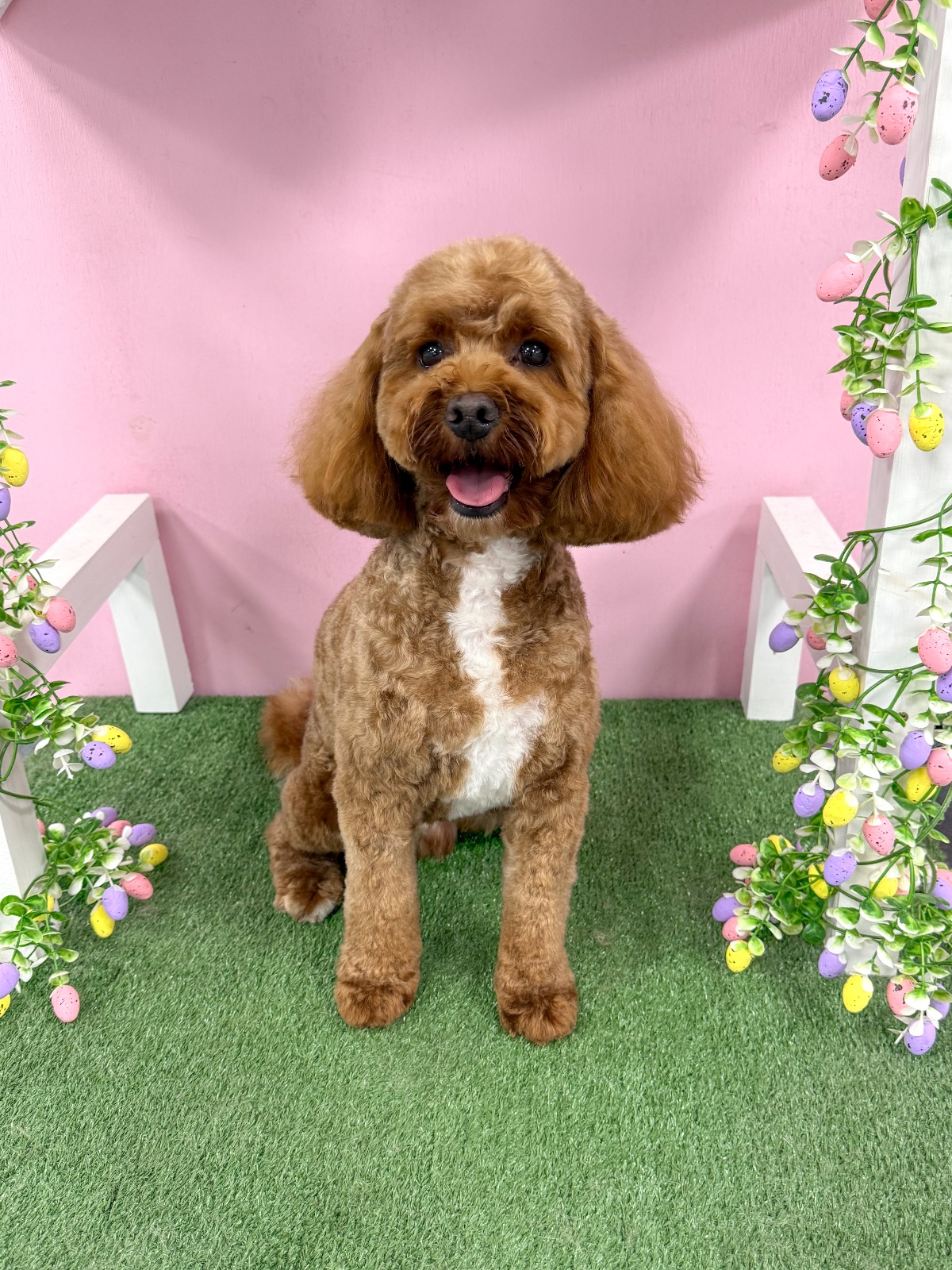 Fluffingtons Dog Spa grooming photo 2