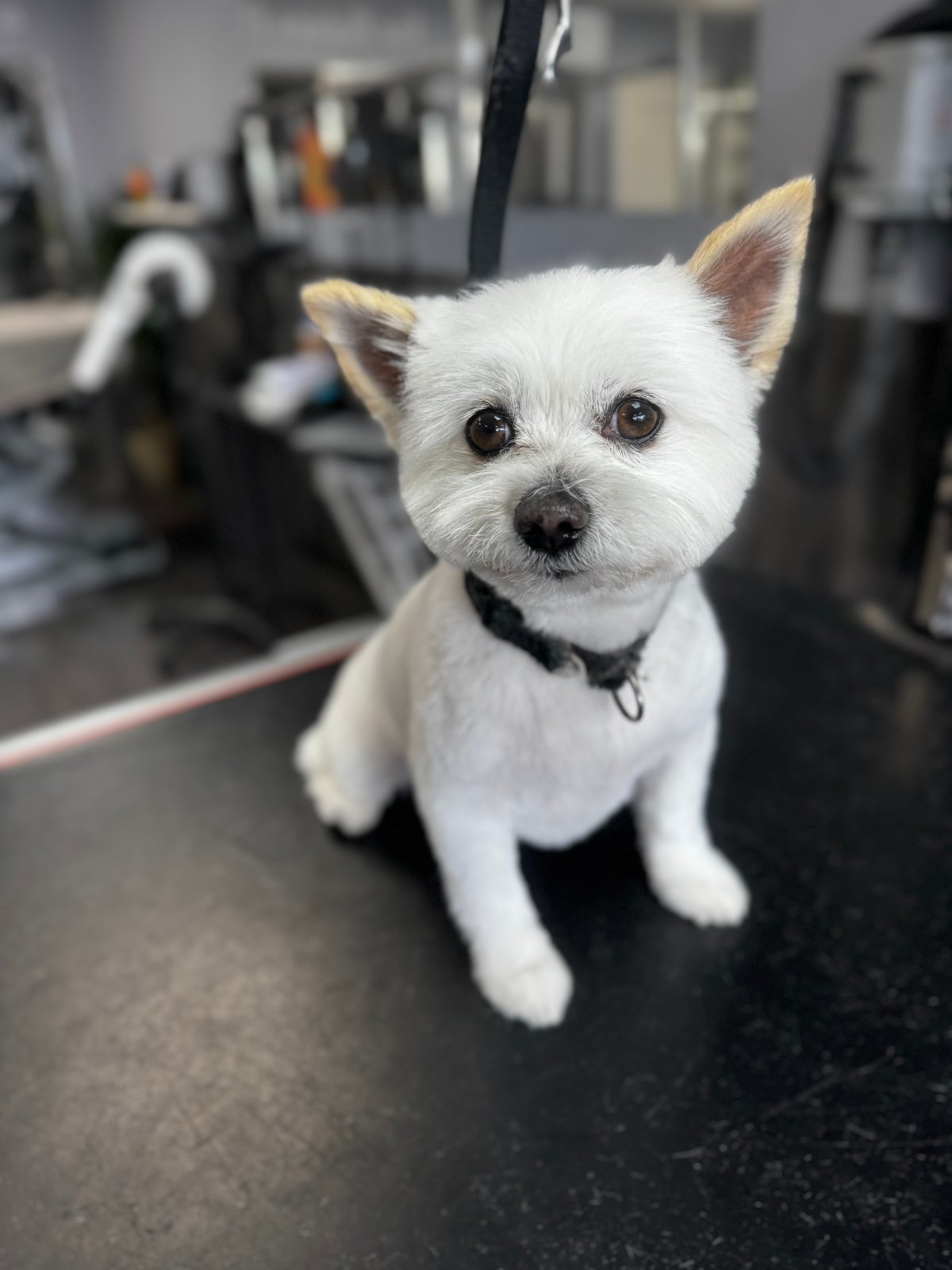 Fur Babies Spa grooming photo 2