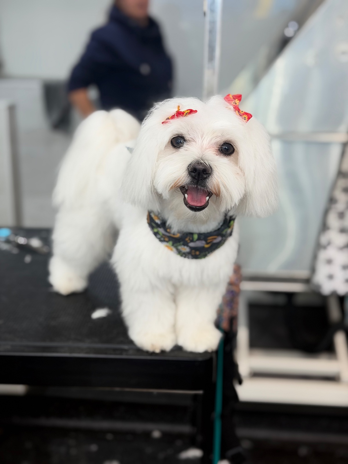 Only Dogs Dog Grooming grooming photo 7