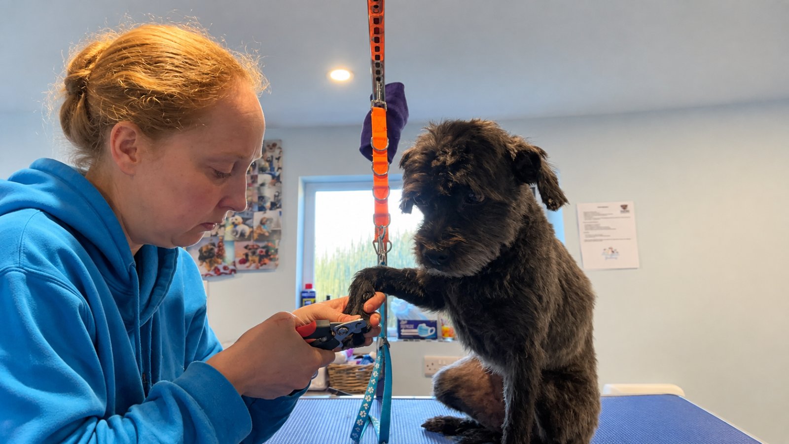 Nat's Classy K9s grooming photo 3