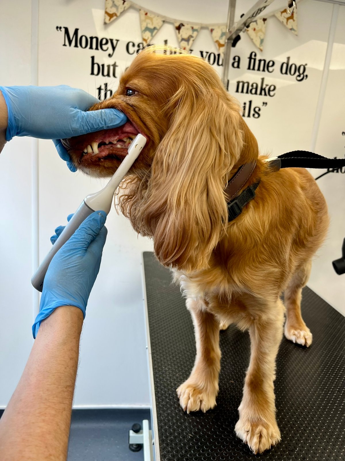 Paws Glorious Paws Dog Grooming grooming photo 2