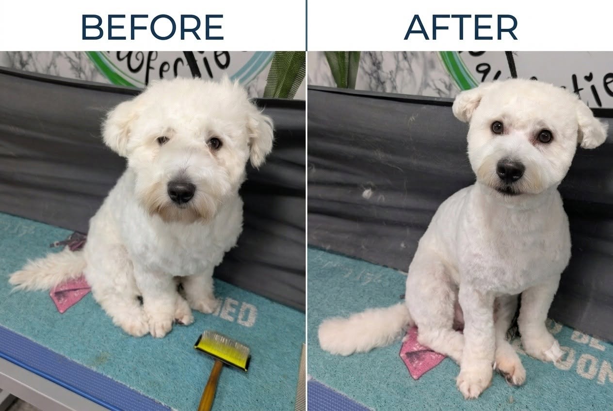 Never Ending Pawfection Ltd grooming photo 5
