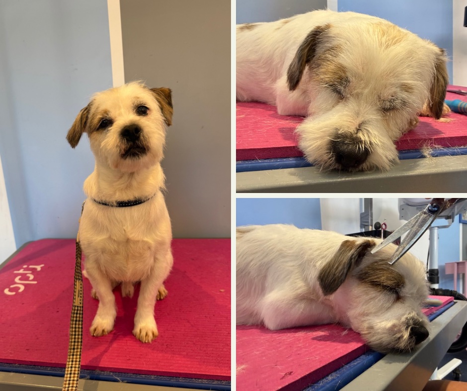 Millie Moo Dog Grooming grooming photo 9