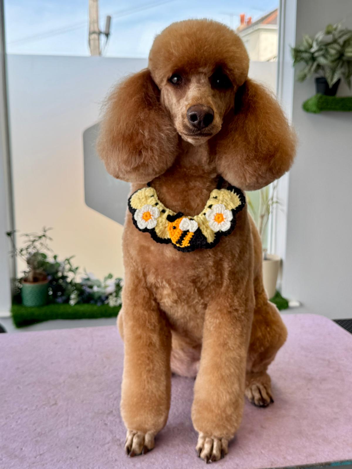 Felpham Dog Groomers grooming photo 5