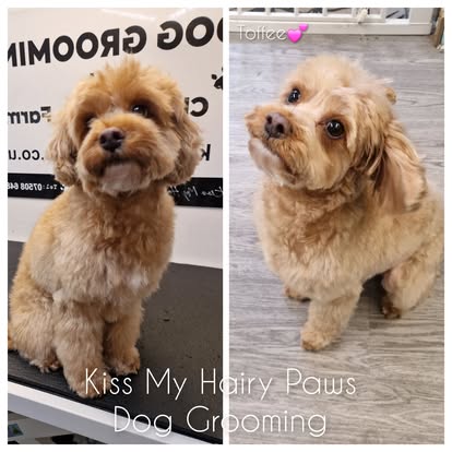 Kiss My Hairy Paws grooming photo 2