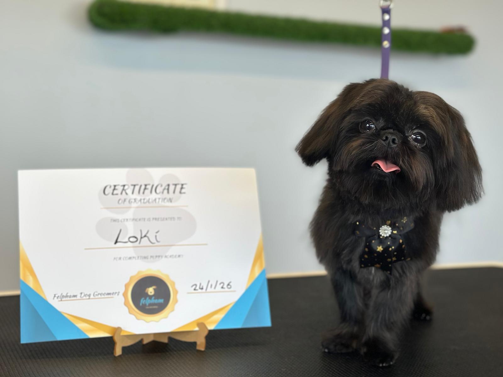 Felpham Dog Groomers grooming photo 4