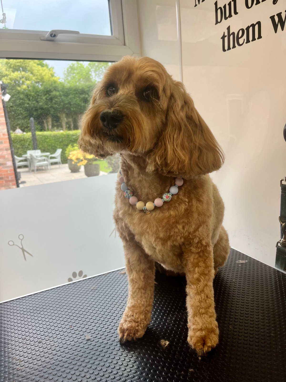 Paws Glorious Paws Dog Grooming grooming photo 5