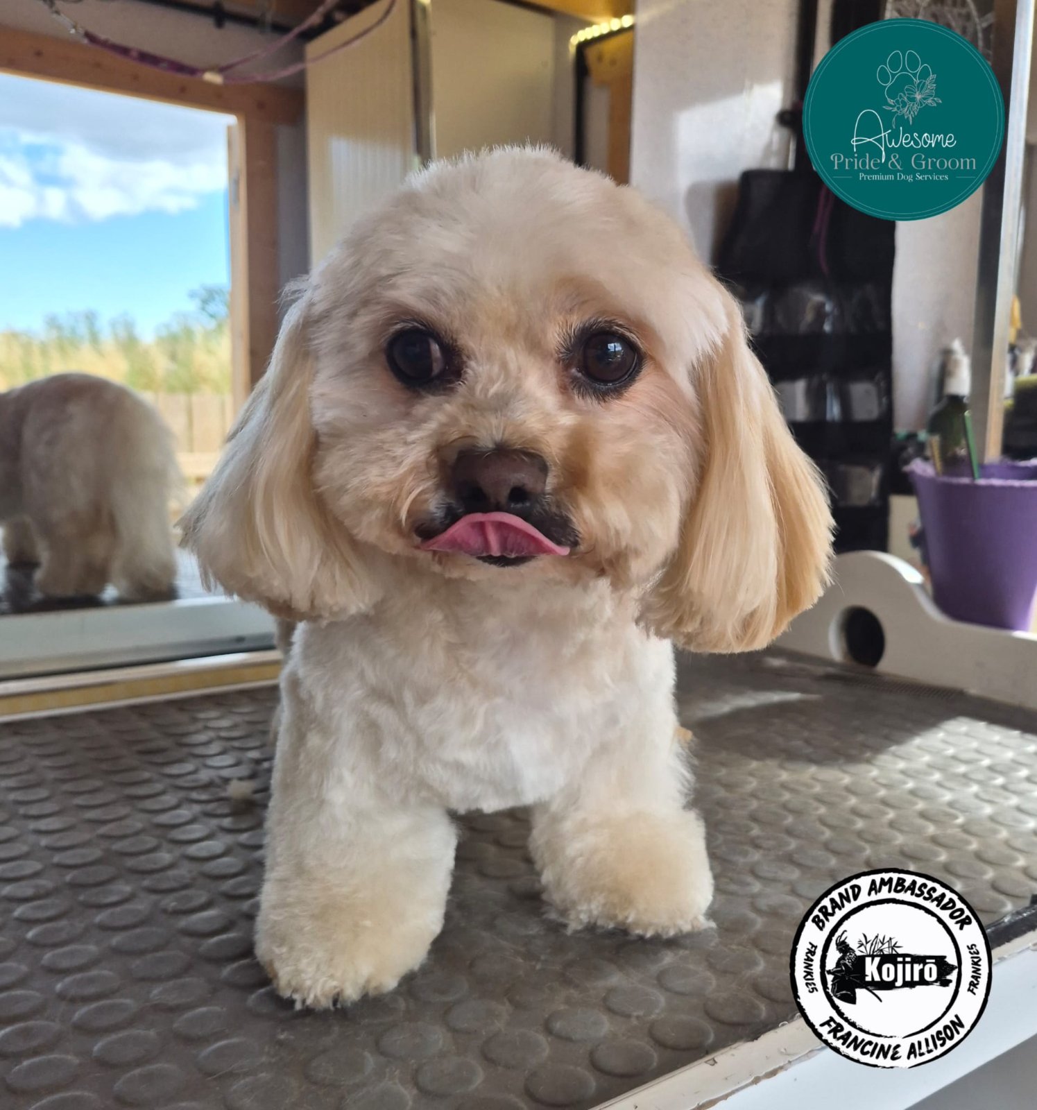 Awesome Pride & Groom grooming photo 2