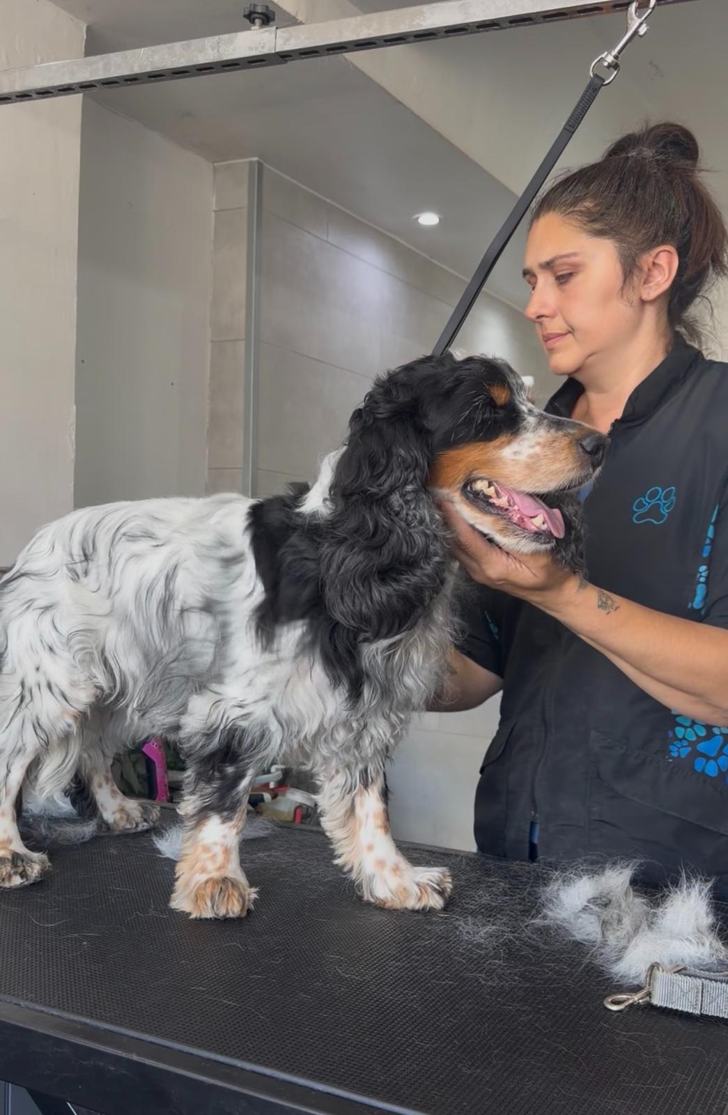 Only Dogs Dog Grooming grooming photo 1