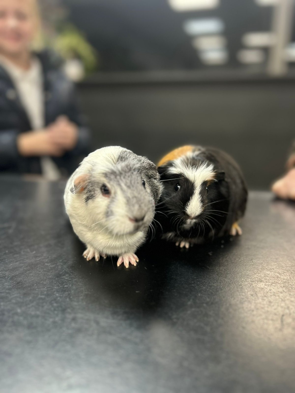 Fur Babies Spa grooming photo 9