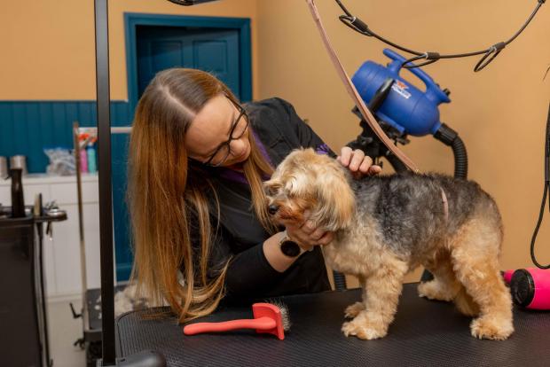 Dog and Throne grooming photo 2