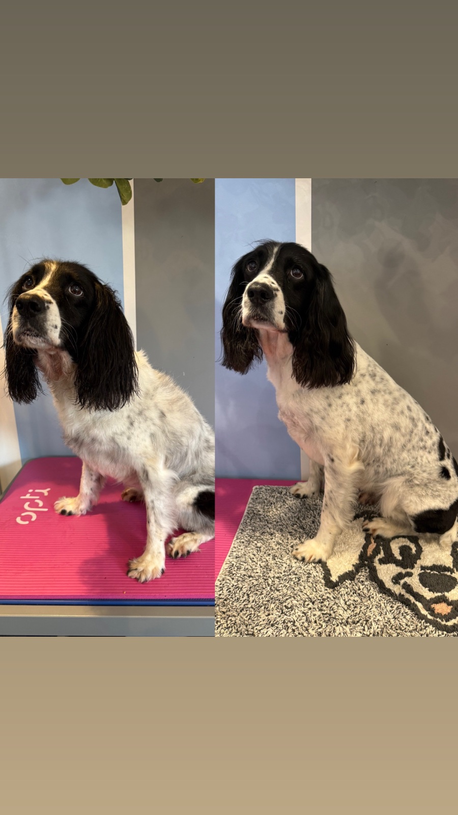 Millie Moo Dog Grooming grooming photo 2