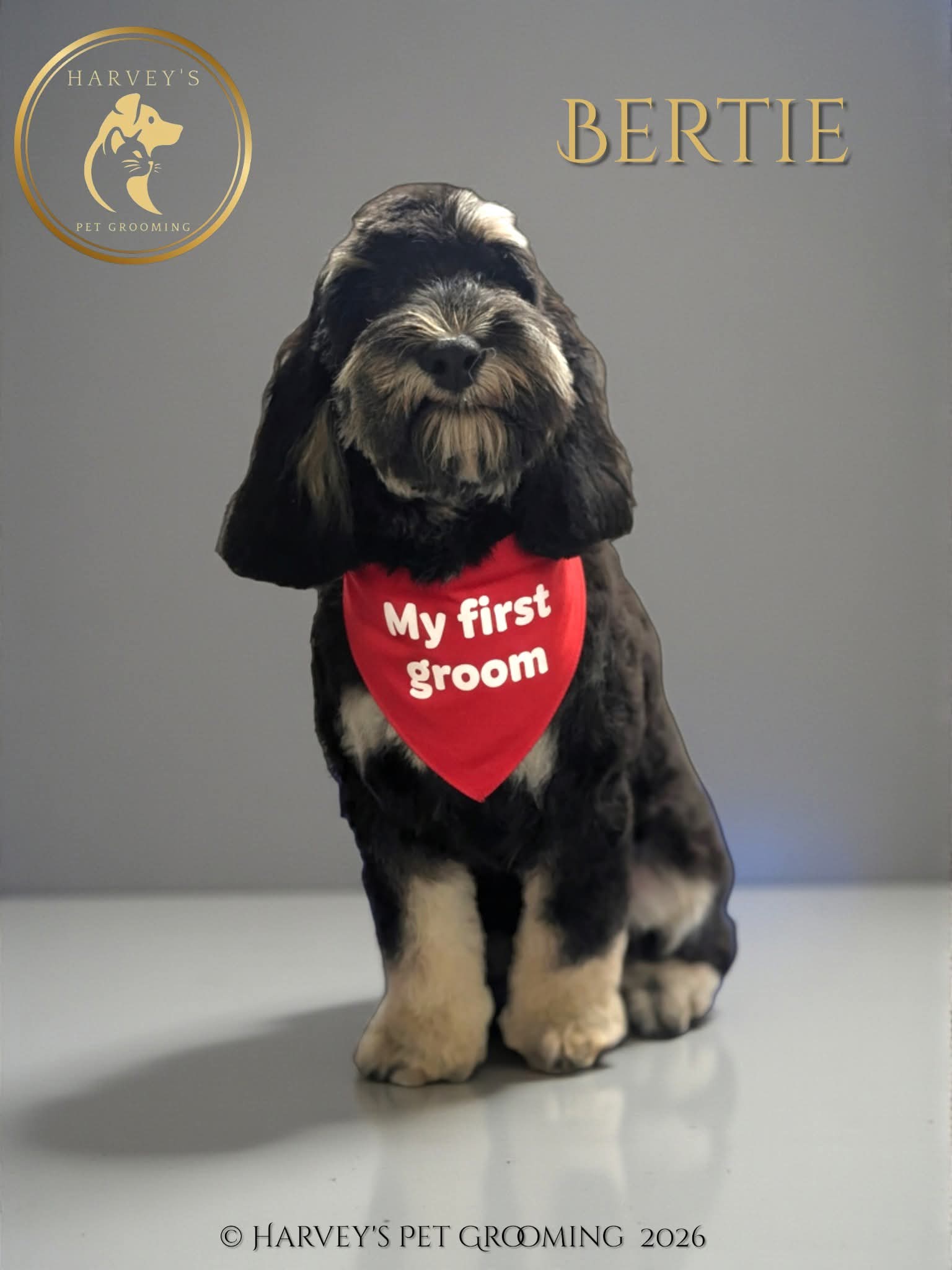 Harvey's Pet Grooming grooming photo 4