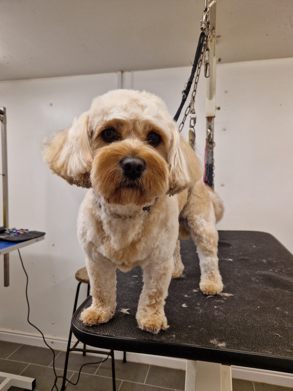 SJ's Rebarkable Dog Grooming grooming photo 1