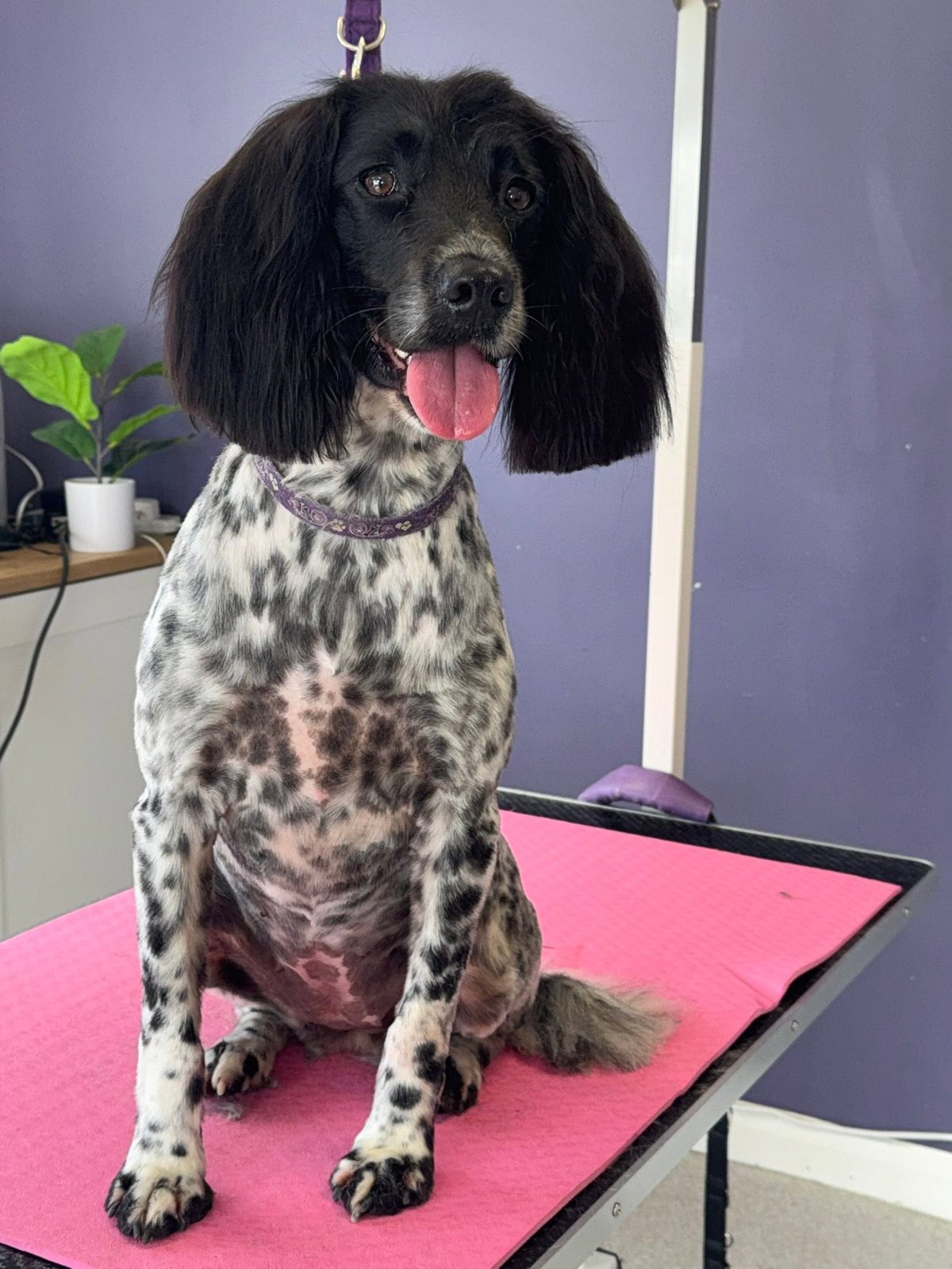 Dreybury Dog Groomers grooming photo 4