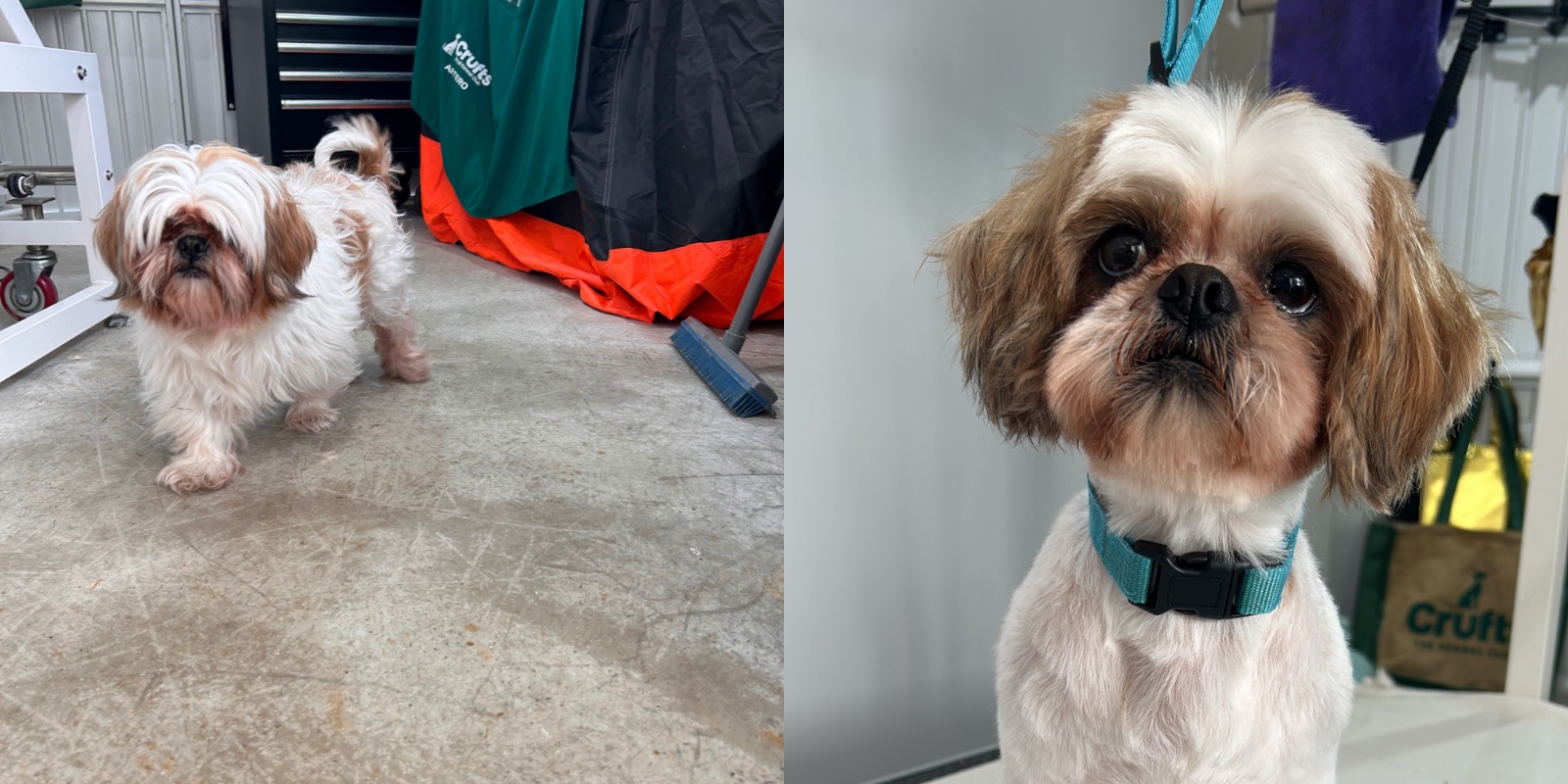 Scruffs no more, Grooming for Dogs grooming photo 4