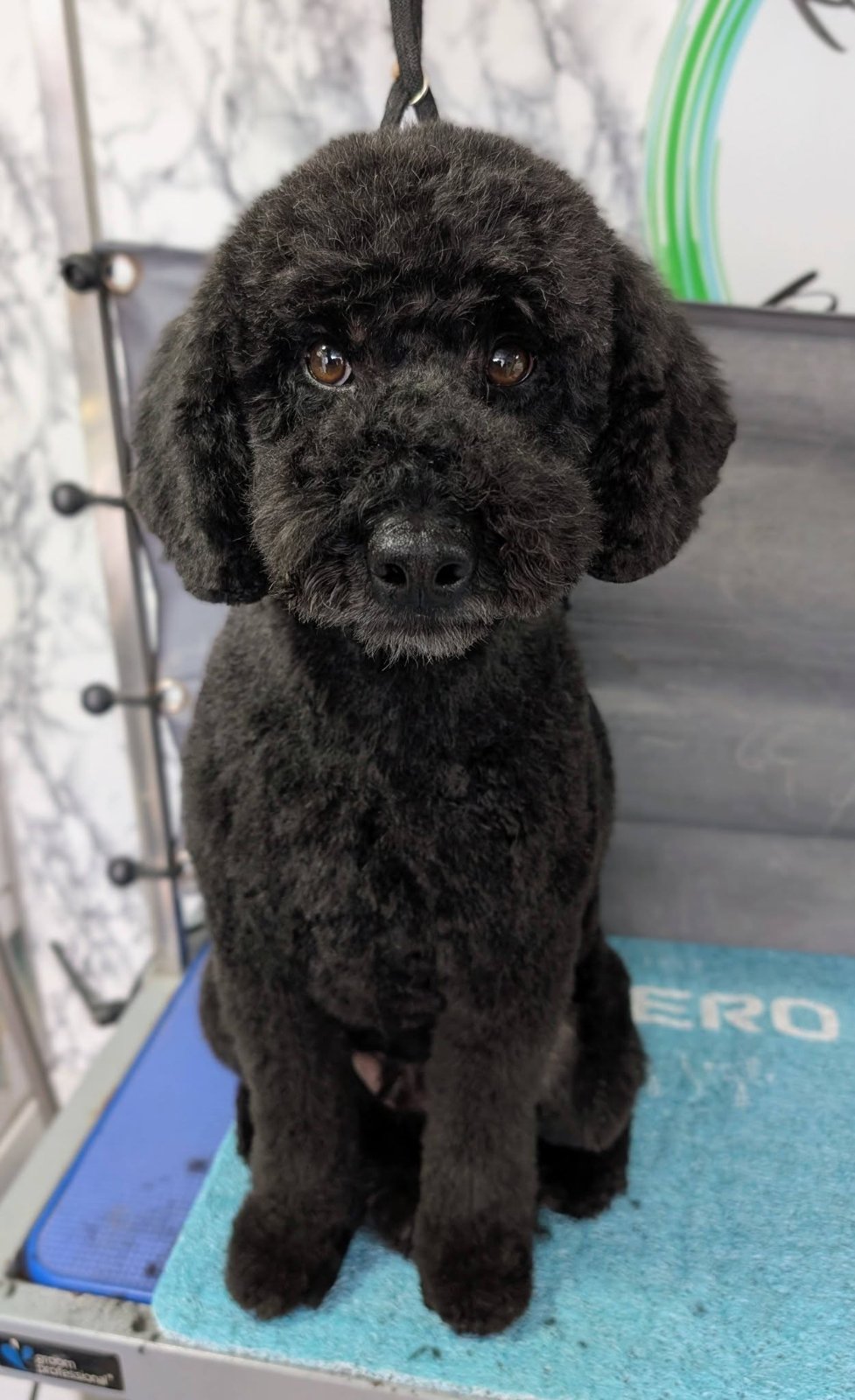 Never Ending Pawfection Ltd grooming photo 8