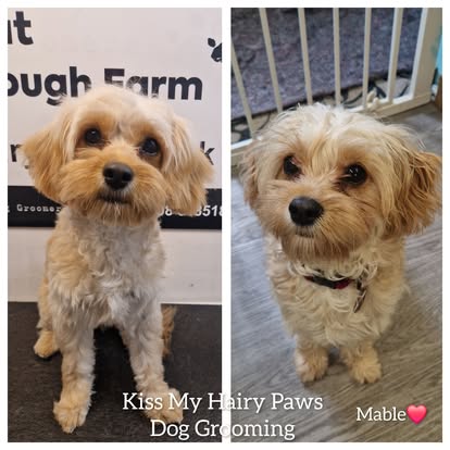 Kiss My Hairy Paws grooming photo 7