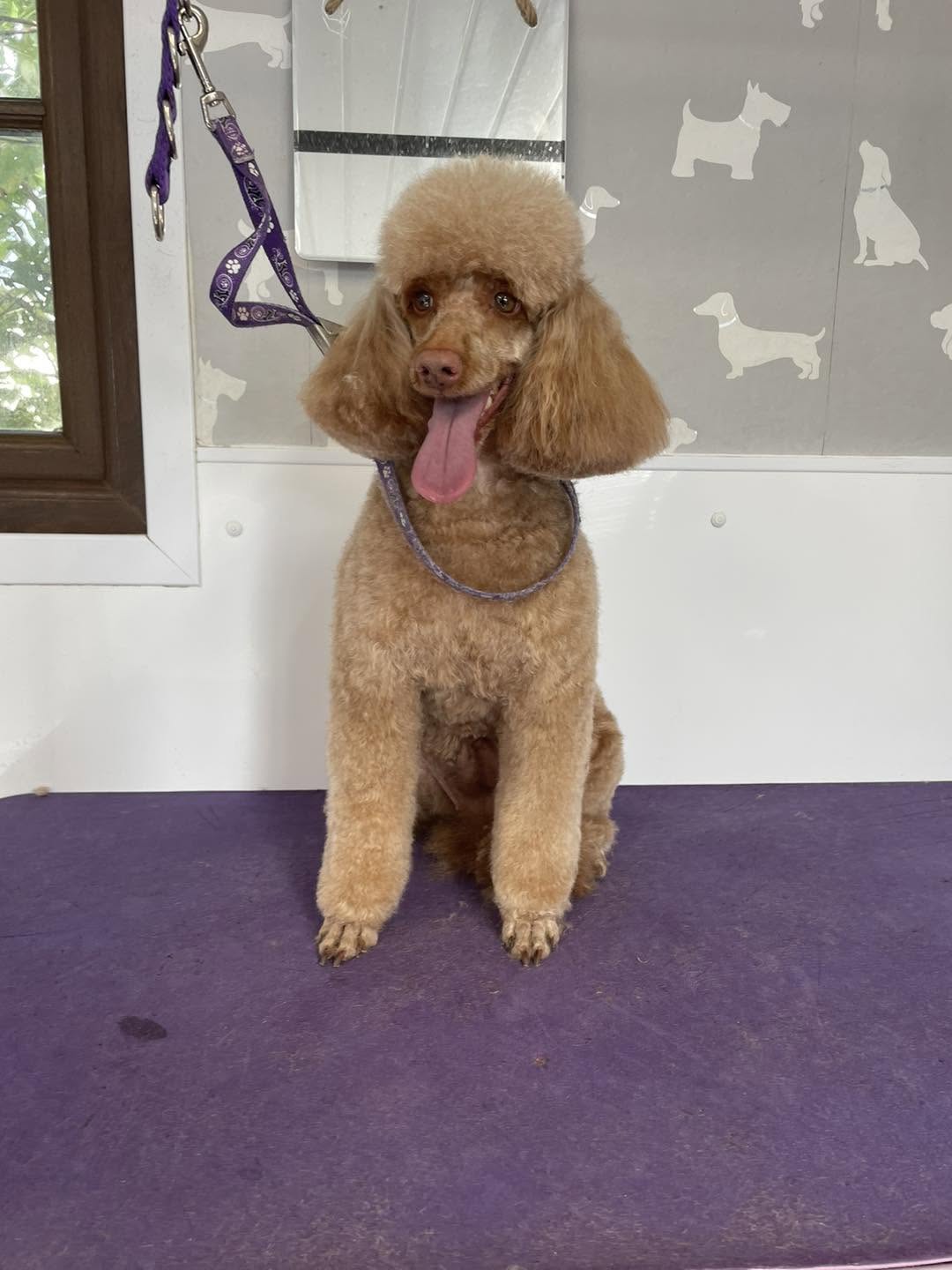Dreybury Dog Groomers grooming photo 3
