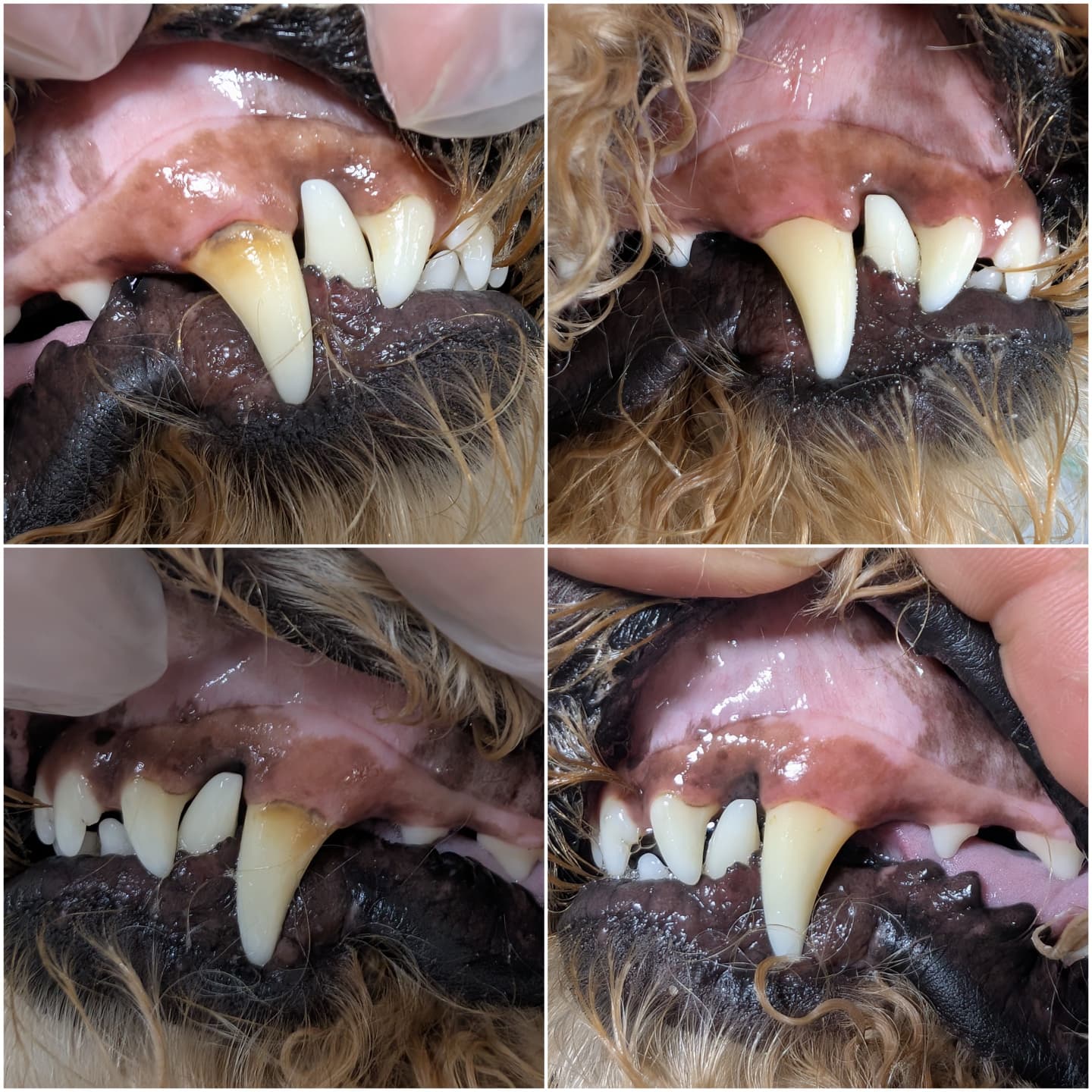 Never Ending Pawfection Ltd grooming photo 1