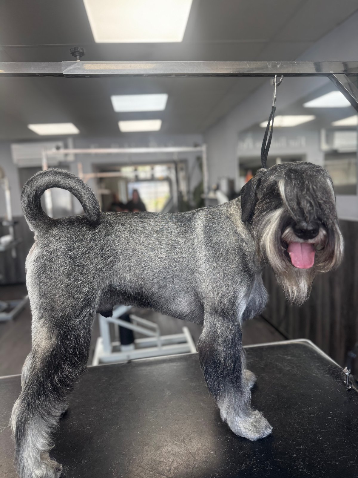 Fur Babies Spa grooming photo 3