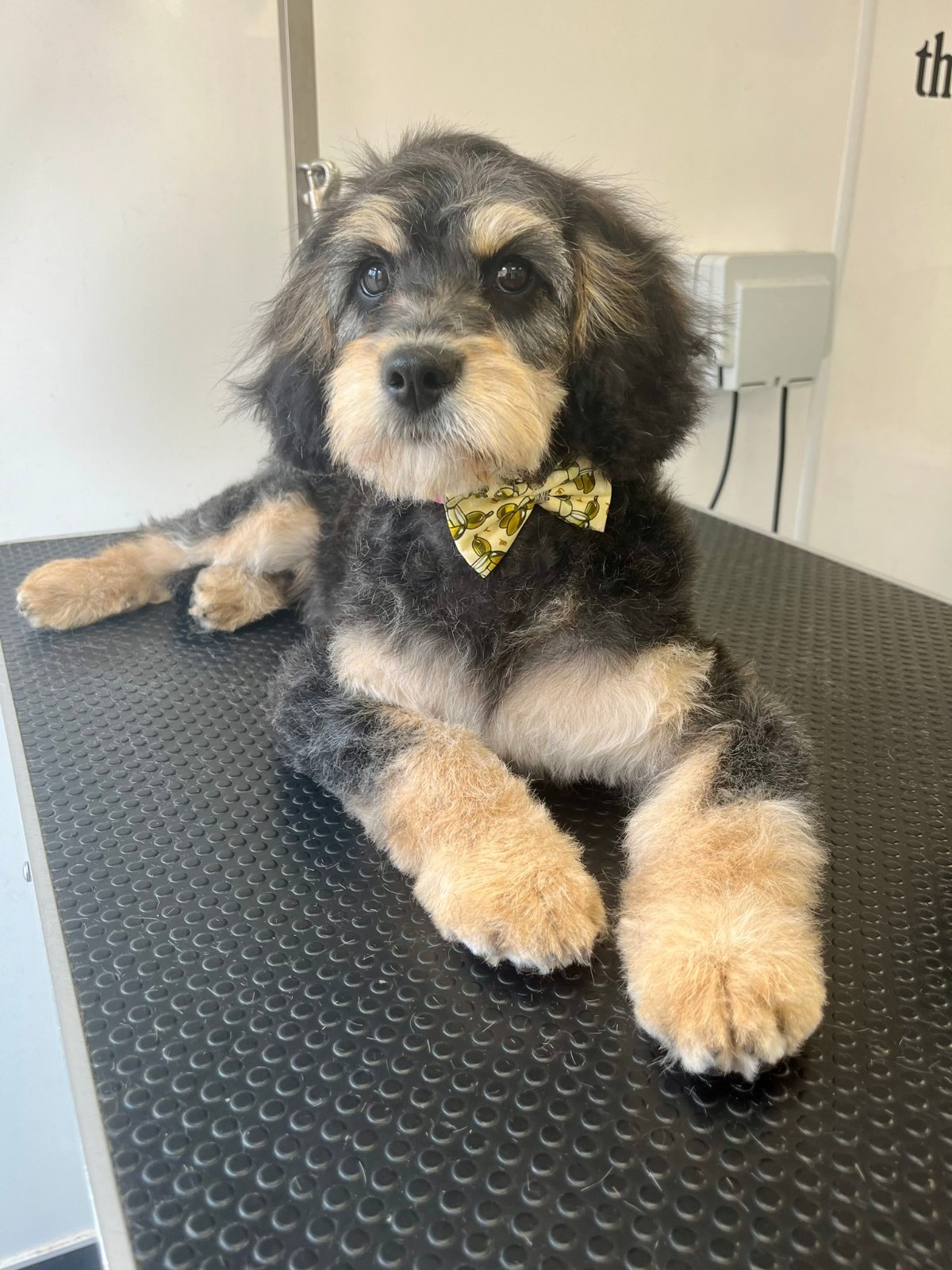 Paws Glorious Paws Dog Grooming grooming photo 1