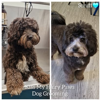 Kiss My Hairy Paws grooming photo 5