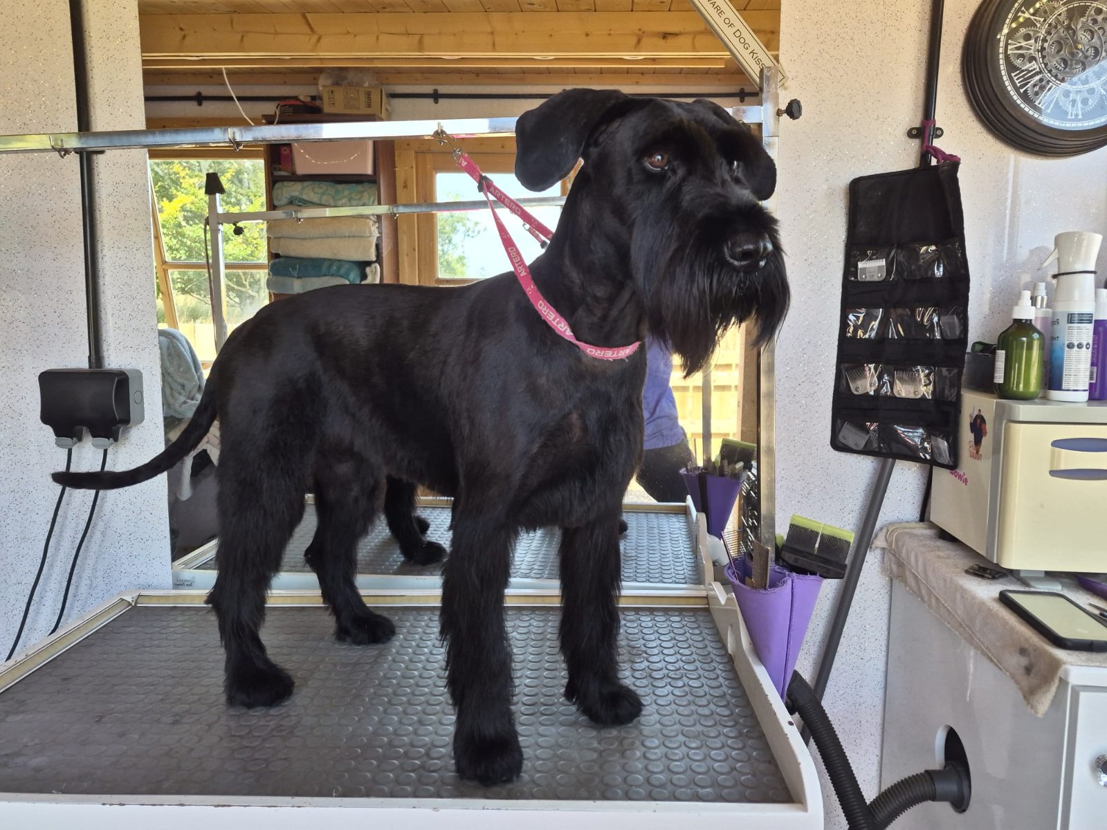Awesome Pride & Groom grooming photo 8