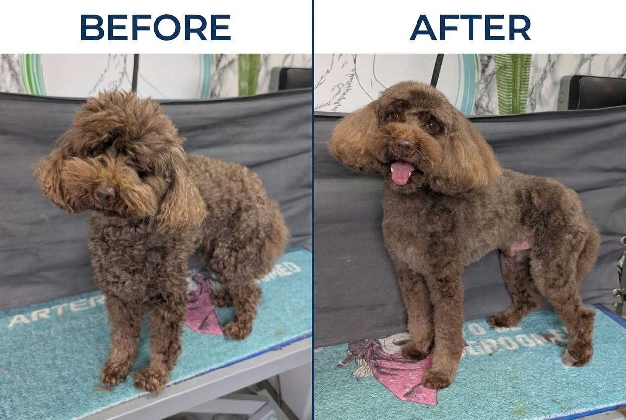 Never Ending Pawfection Ltd grooming photo 4