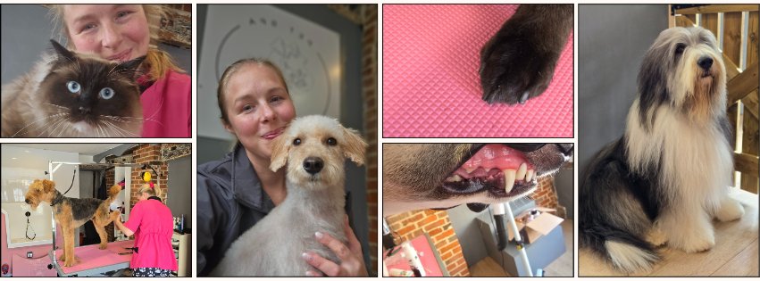 L Wills Pet Spa grooming photo 1