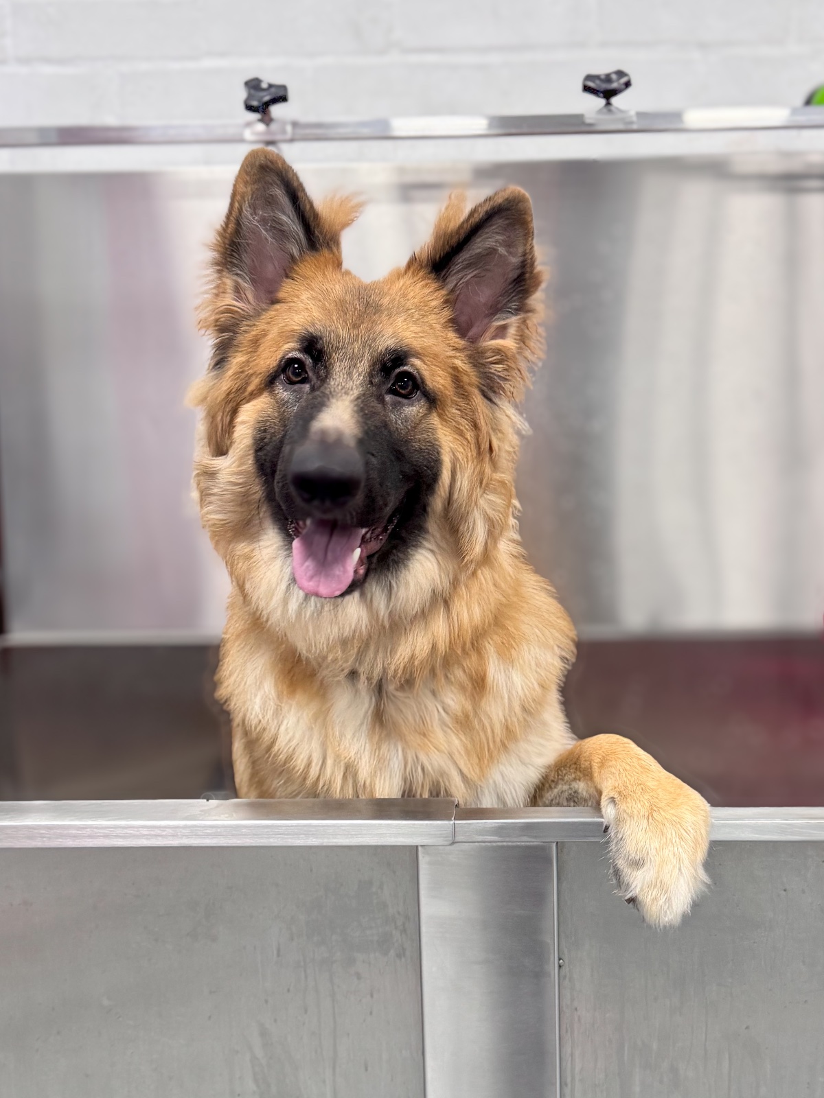 Fluffingtons Dog Spa grooming photo 8