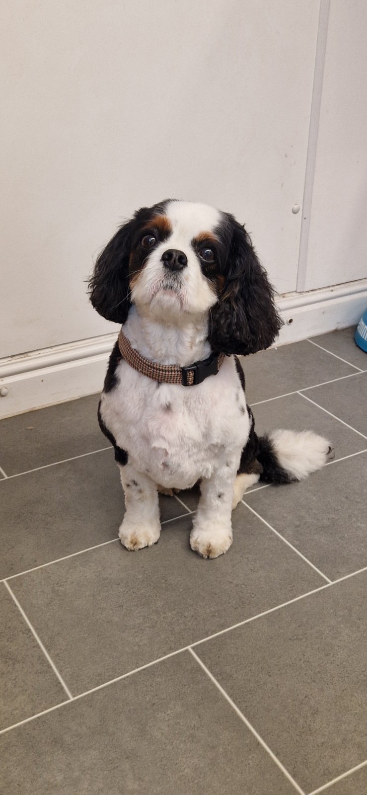 SJ's Rebarkable Dog Grooming grooming photo 4
