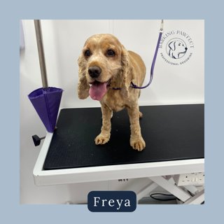 Barking Pawfect grooming photo 1