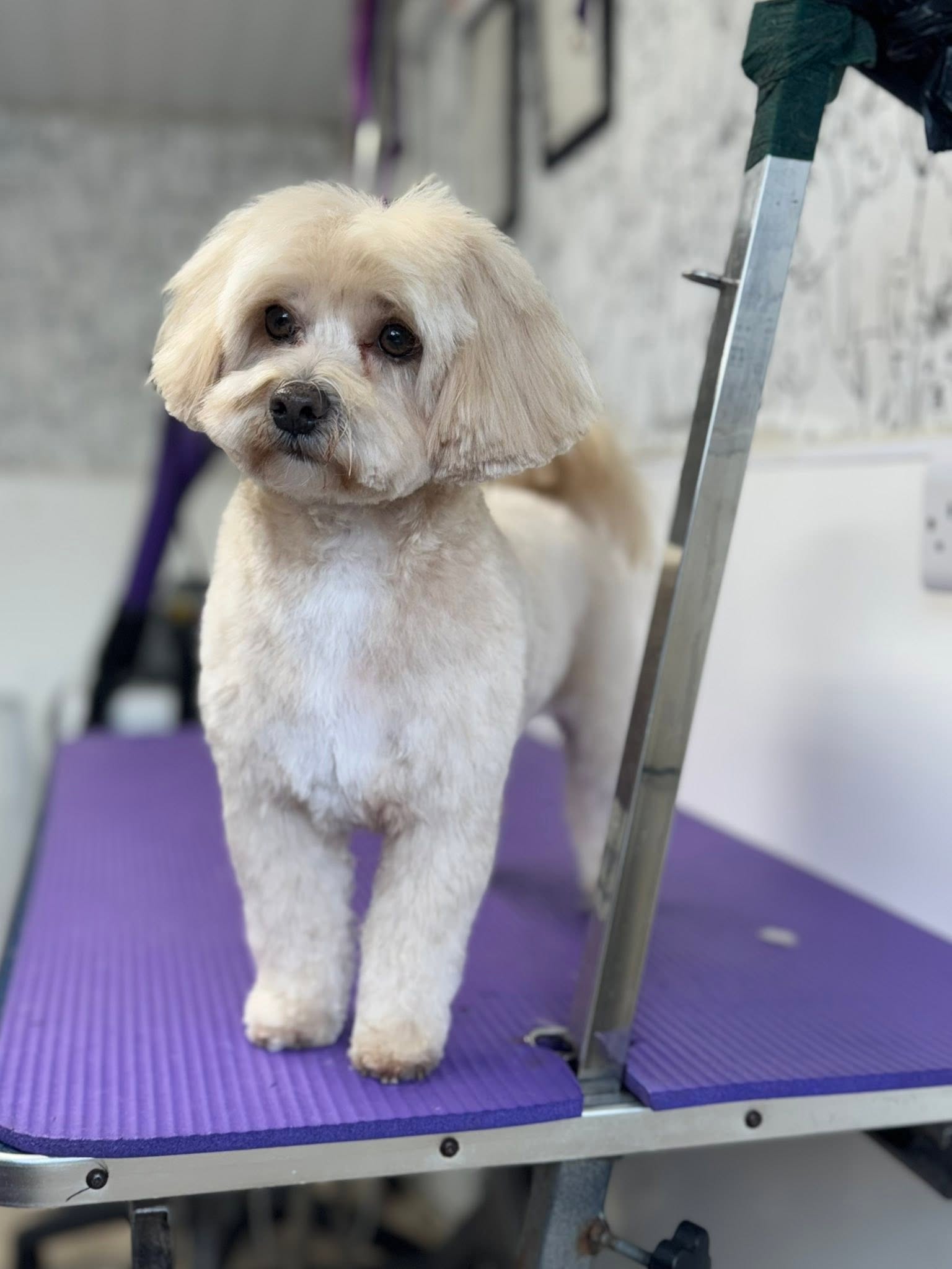 Dreybury Dog Groomers grooming photo 2