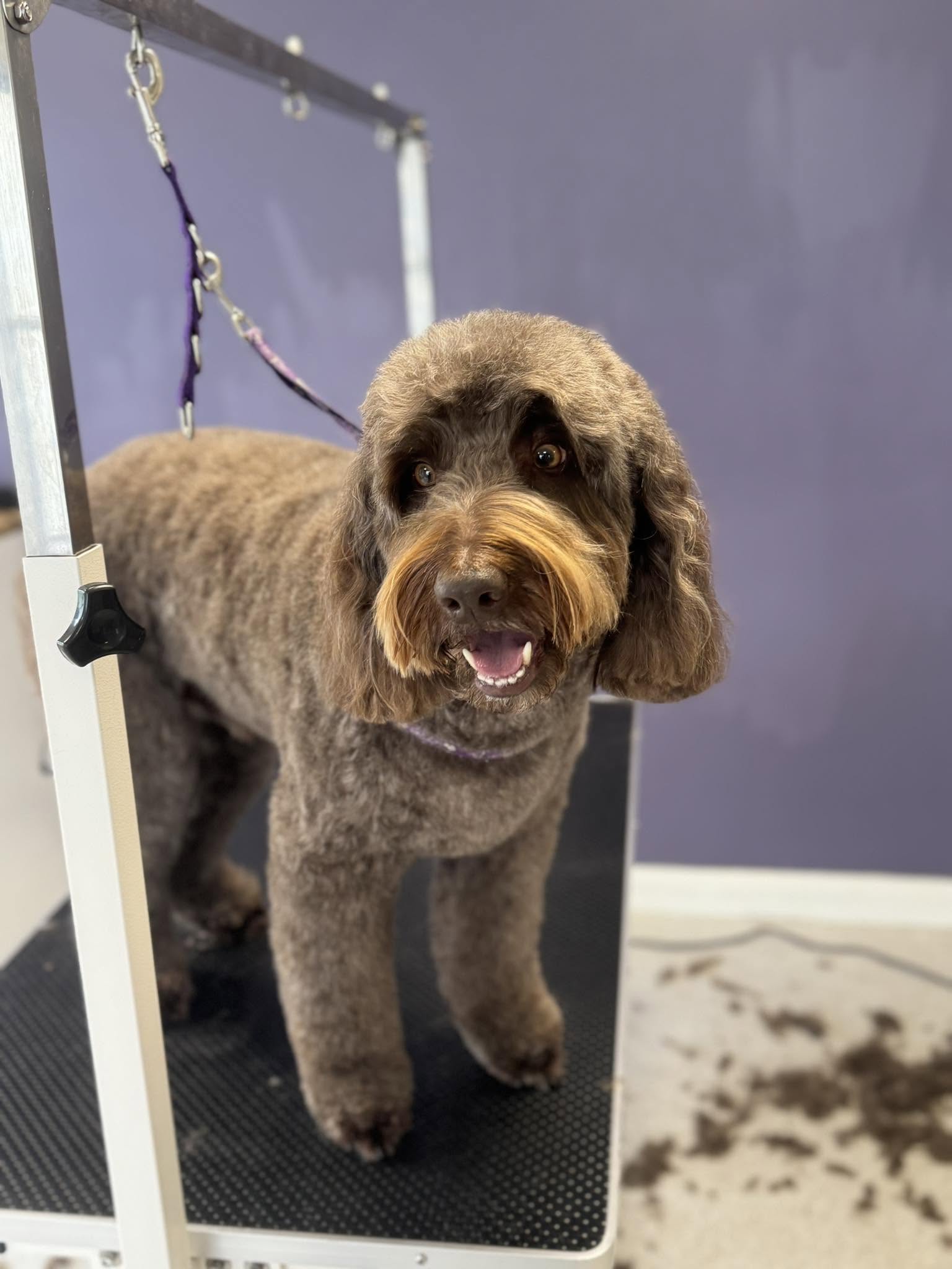Dreybury Dog Groomers grooming photo 5