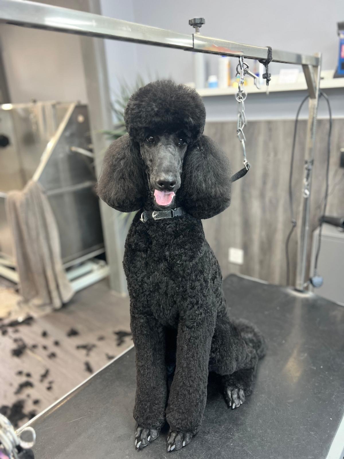 Fur Babies Spa grooming photo 8