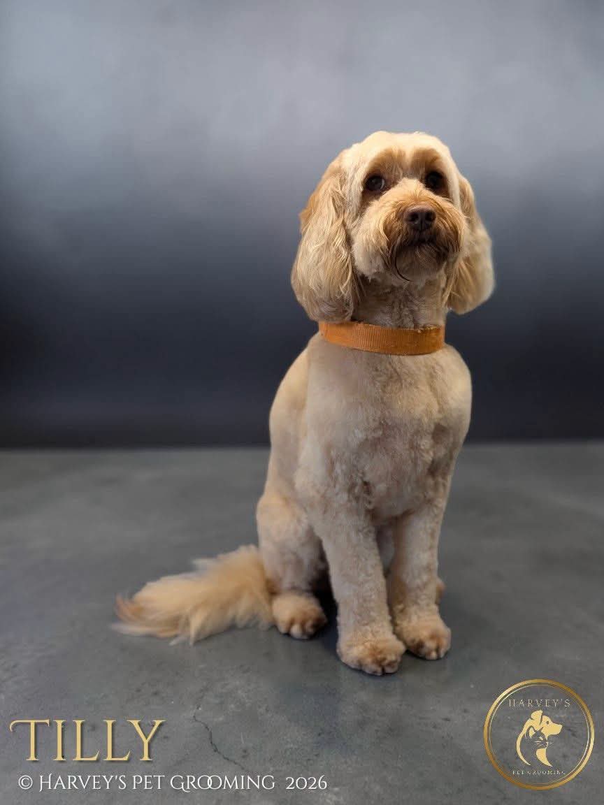 Harvey's Pet Grooming grooming photo 7