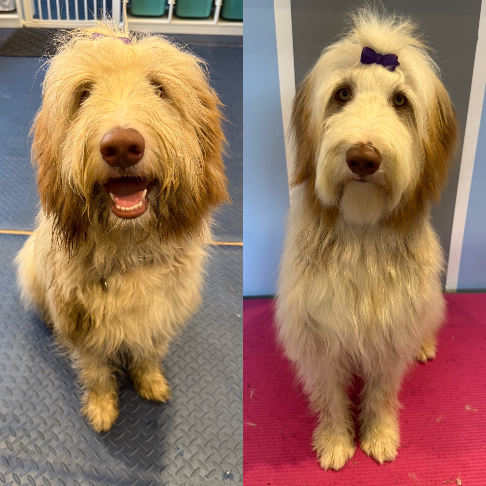 Millie Moo Dog Grooming grooming photo 8