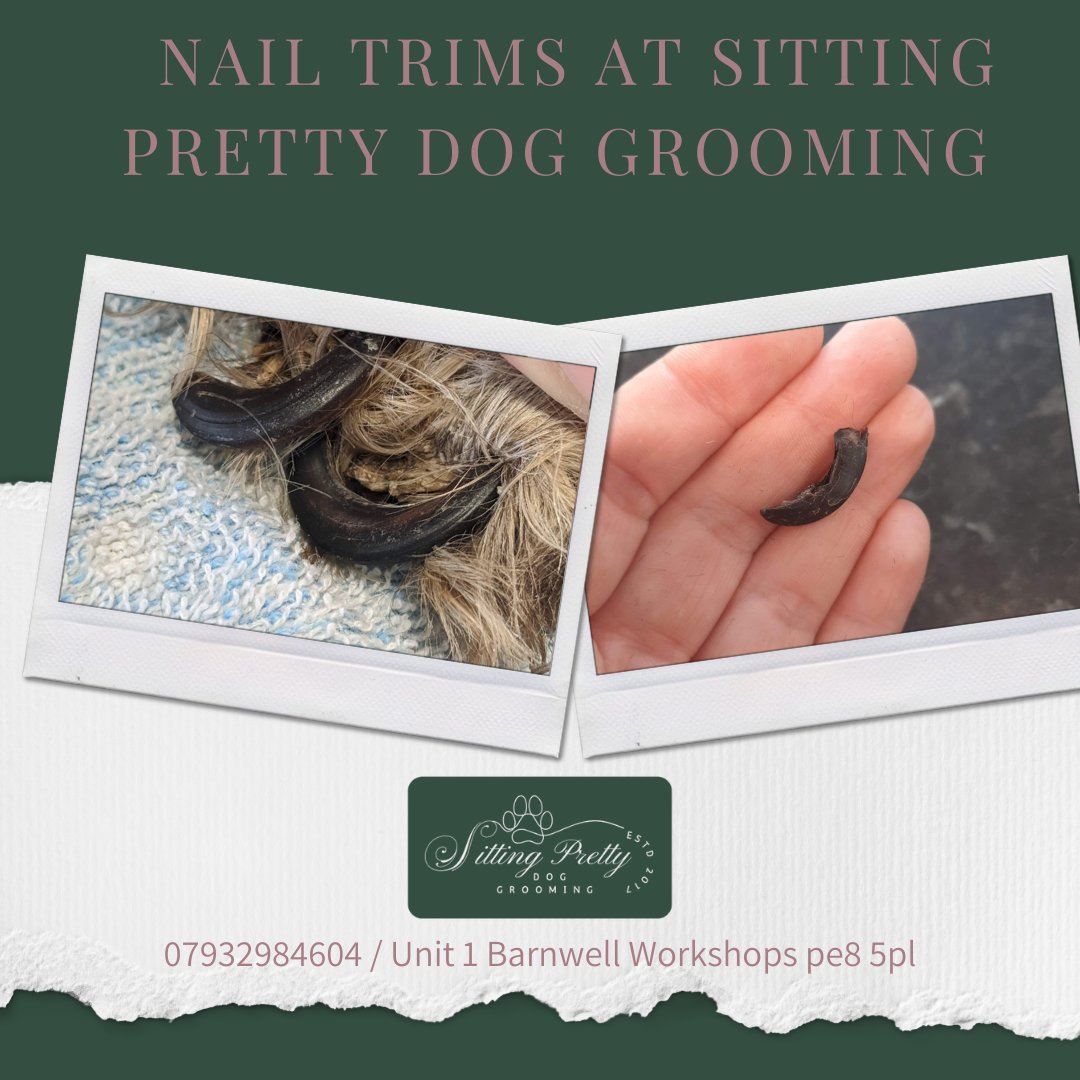 Sitting Pretty Dog Grooming grooming photo 1