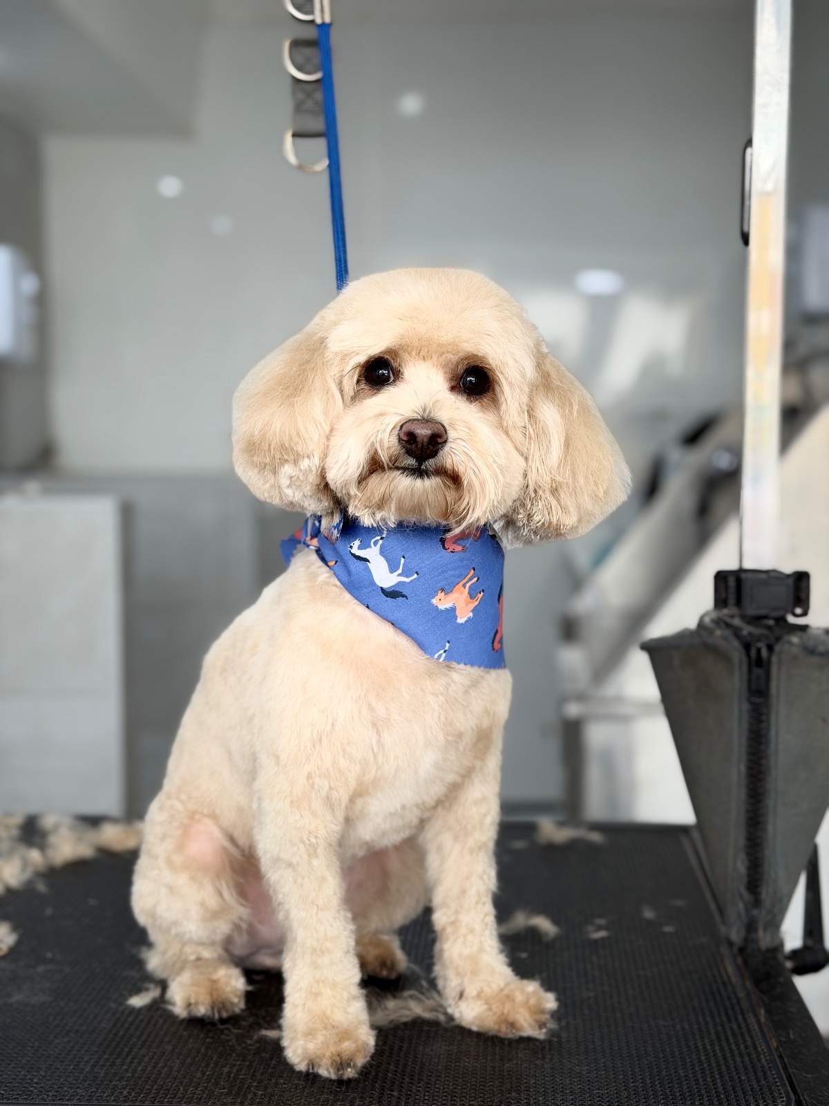 Only Dogs Dog Grooming grooming photo 3