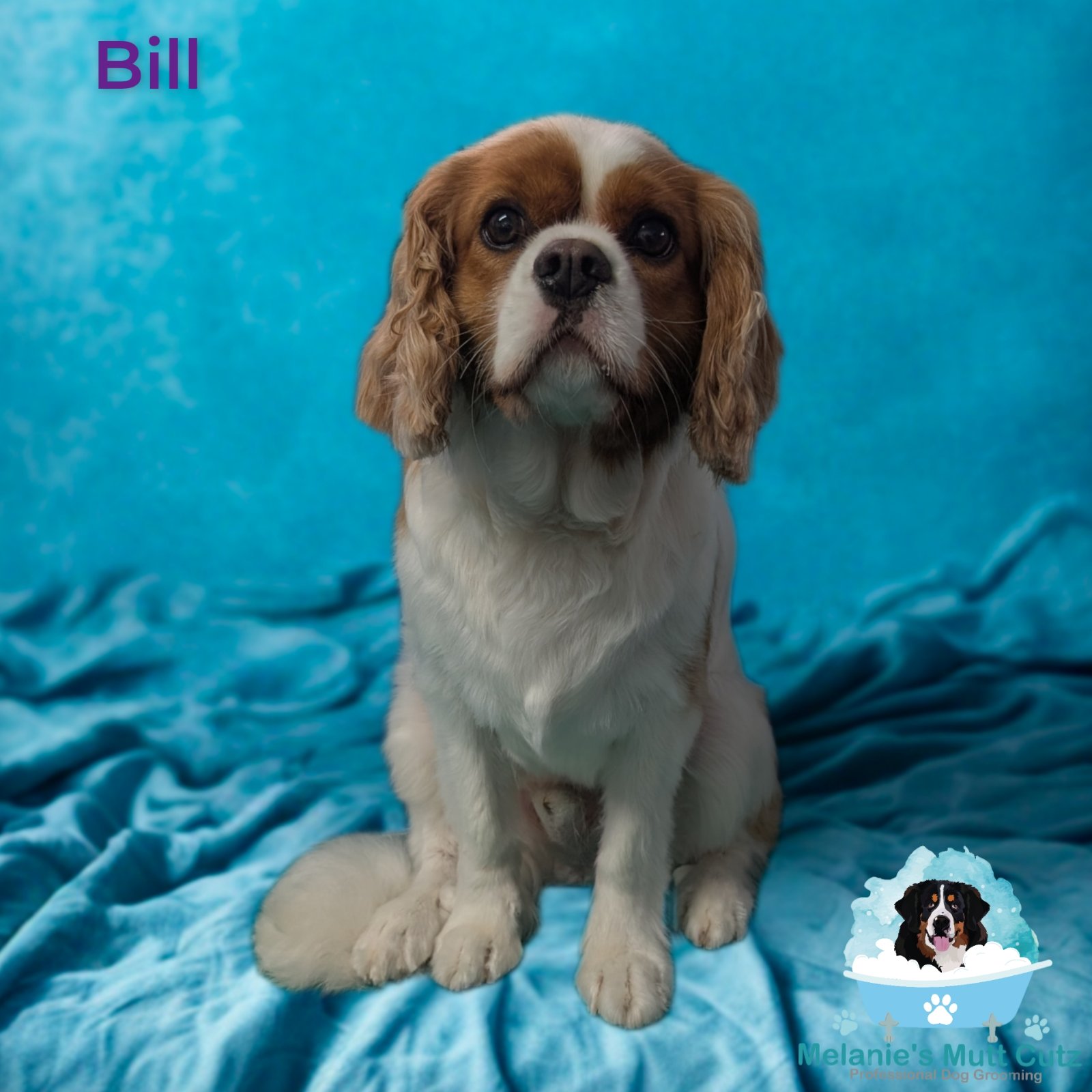 Melanie's Mutt Cutz grooming photo 7