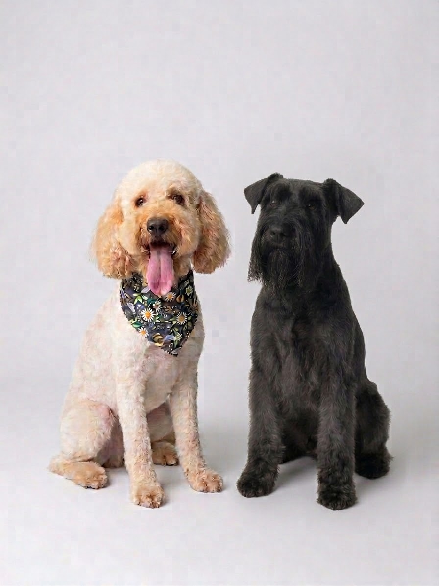 Only Dogs Dog Grooming grooming photo 4