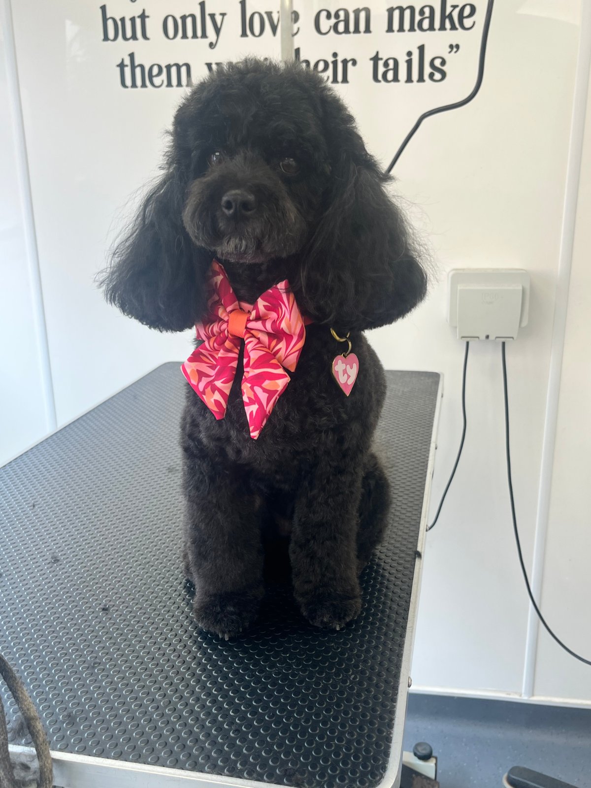 Paws Glorious Paws Dog Grooming grooming photo 9